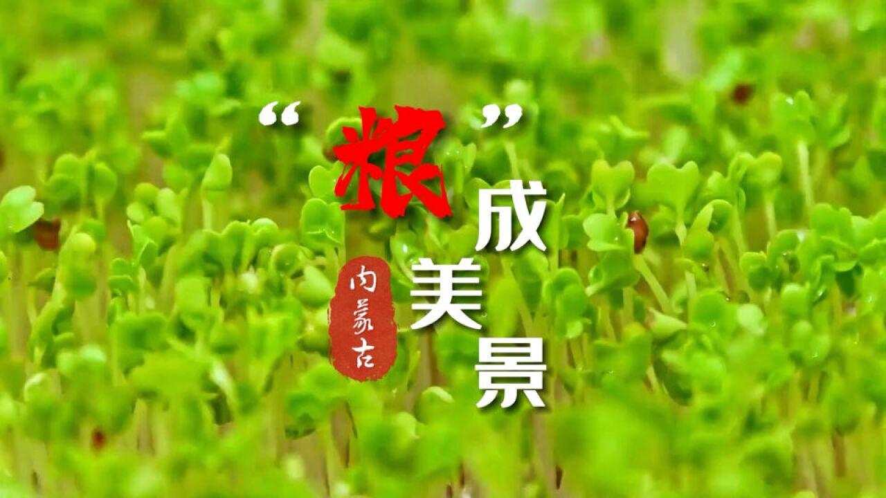 “粮”成美景 “北方粮仓”内蒙古秋收进度已超八成