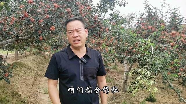 在农村做合作社,就是大家集中优势资源,能做什么做什么,不能做的交给别人做.