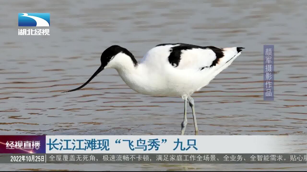 长江江滩现“飞鸟秀” 九只鸟列队翱翔数小时