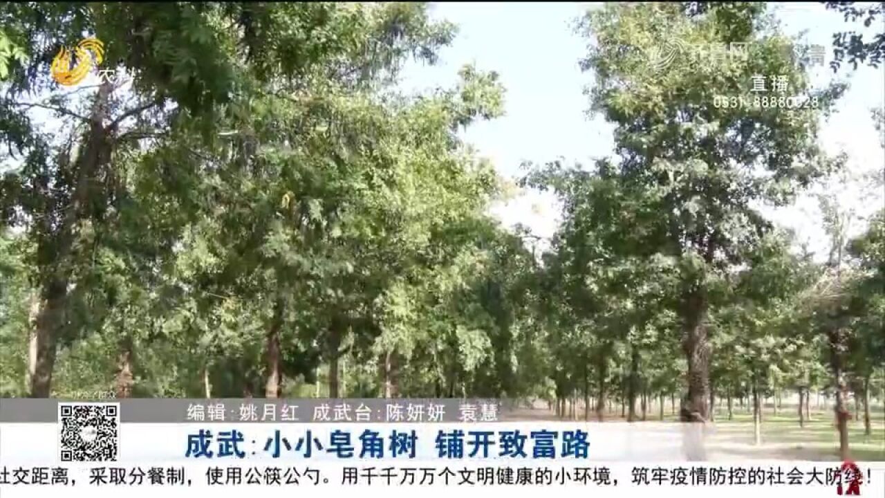 企业+基地+农户,成武发展新模式种植皂角树,成为增收致富新法宝