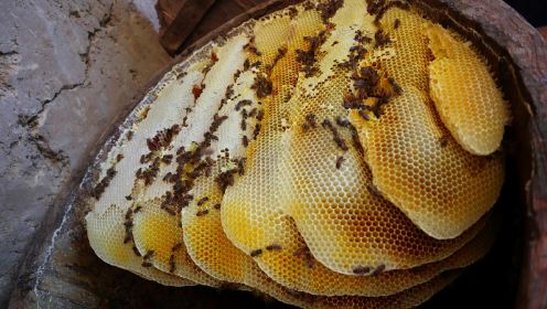 跟随阿松进山取土蜂蜜，现场割蜂巢压蜂蜜，终于实现蜂蜜自由啦