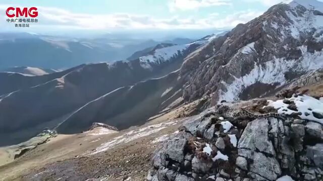 雪豹“怼脸照”火了!摄影师揭秘拍摄过程