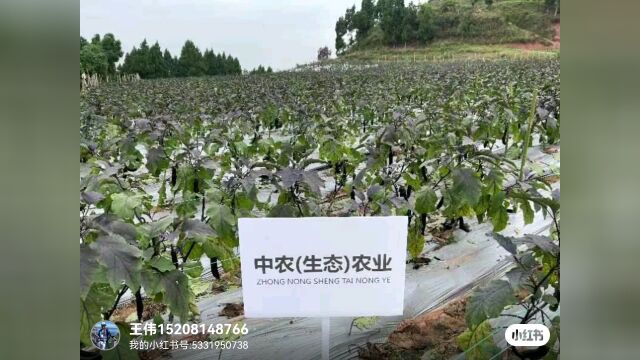 生态种植绿色食品