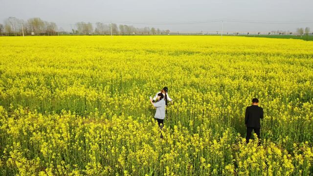 春和景明 封丘万亩油菜花云欣赏 张军