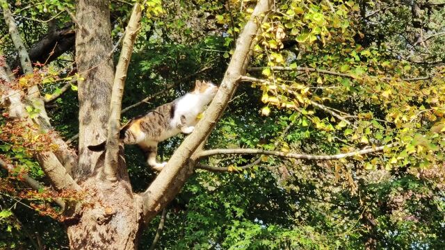 南京明孝陵神道上演难得一见的喜鹊戏猫游戏