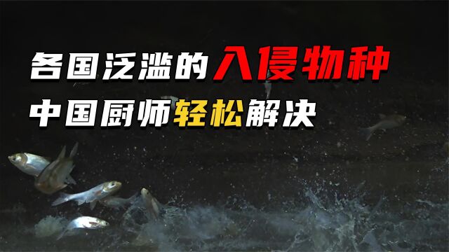 盘点各国泛滥的物种,外国人束手无策,最后一种竟被中国厨师解决