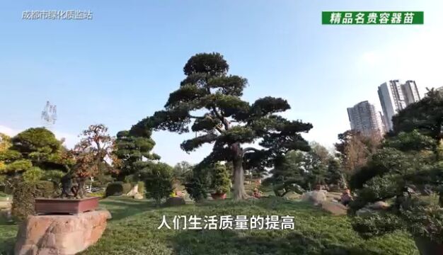 走“精英”路线的庭院容器苗