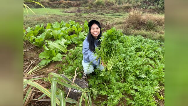 农村常见的一种蔬菜,新鲜嫩绿的雪里红,你们想吃吗?