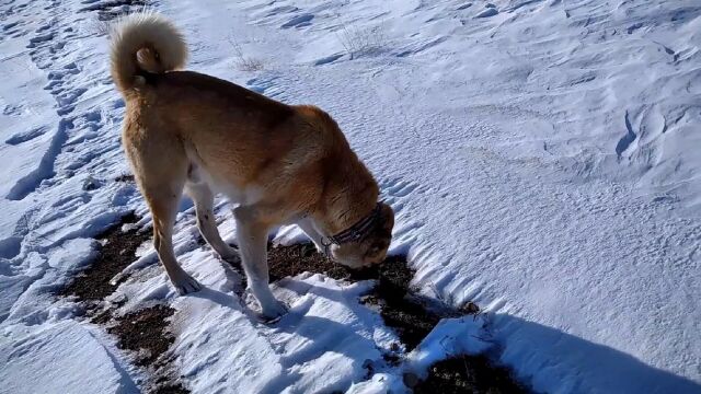 野狼冬季的扩张:牧区里山坡被野狼侵占,牧民们早上巡山遭遇野狼