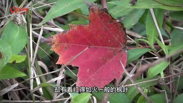 【视频+图集】韶关始兴:寒潮将至冬如许,枫叶漫山浑欲燃