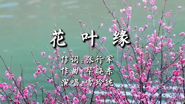 花叶缘 作词:张行军 作曲:毕晓东 演唱:雪玲珑