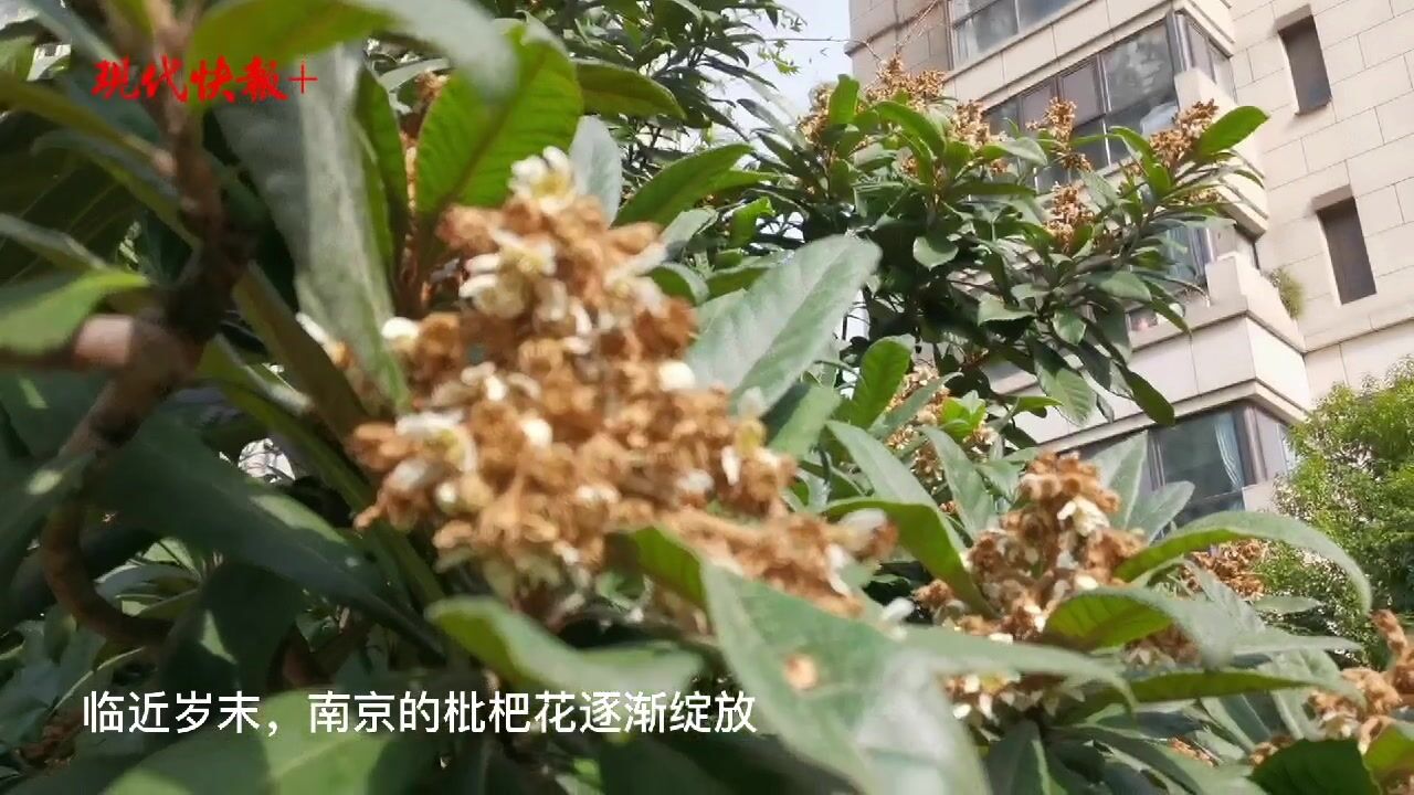 寒冬之中,南京的枇杷花开得正盛