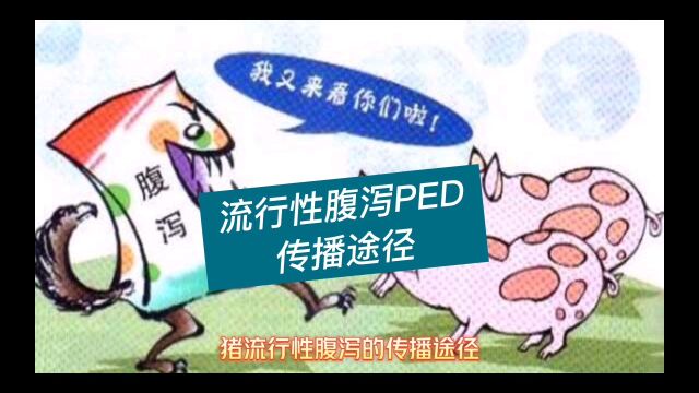 猪场流行性腹泻PED传播途径