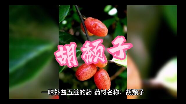 中药胡颓子的作用与功效