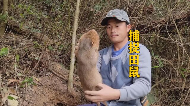 泰国小伙野外捕捉田鼠,据说还能吃