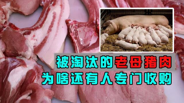 被淘汰的老母猪肉,为啥还有人专门收购?老母猪有什么用处?