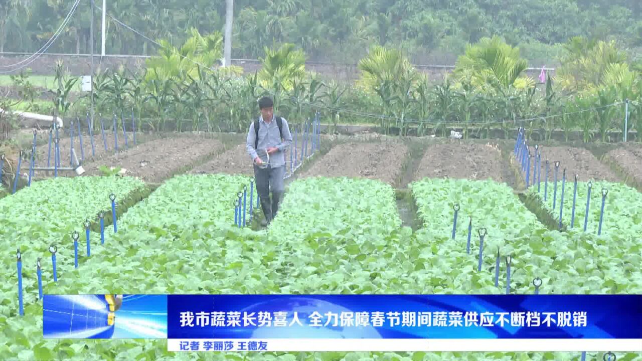 我市蔬菜长势喜人 全力保障春节期间蔬菜供应不断档不脱销