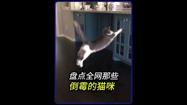 盘点全网那些倒霉的猫咪,猫:脸都丢光了!