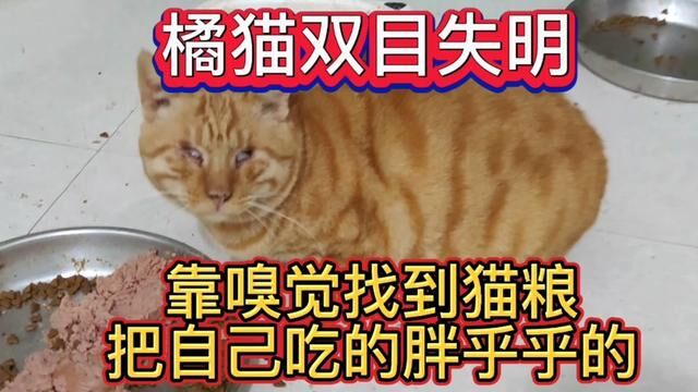 橘猫双目失明,靠嗅觉找到猫粮,把自己吃的胖乎乎的 #流浪猫救助 #救助流浪猫 #喂猫日记 #流浪猫领养