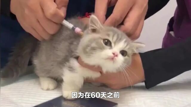 猫咪多大接种疫苗,接种疫苗后需要注意什么,猫咪的健康保障疫苗