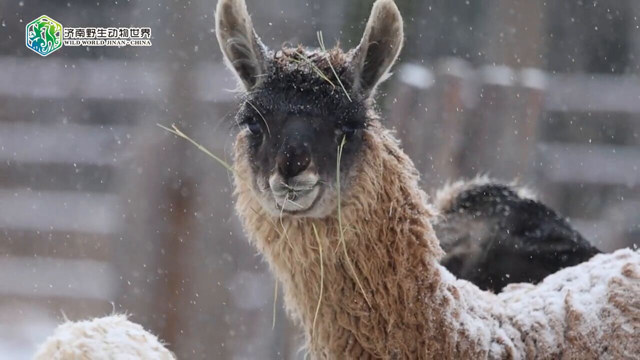 那些雪中傲立不惧严寒的小动物们