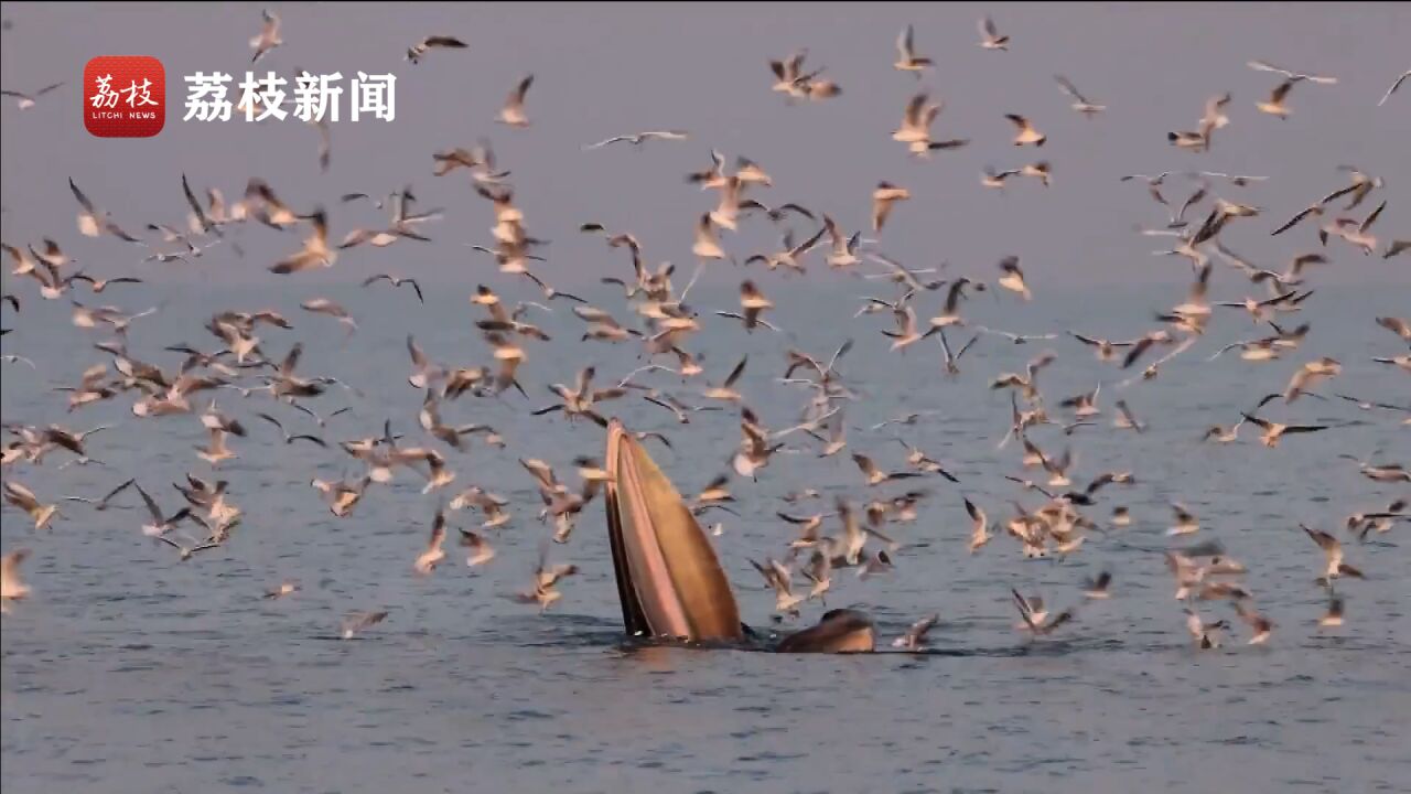 “鲸喜”!布氏鲸频现广西北海涠洲岛海域