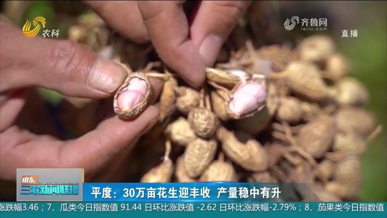 平度:30万亩花生迎丰收,产量稳中有升,小花生成致富“金豆豆”