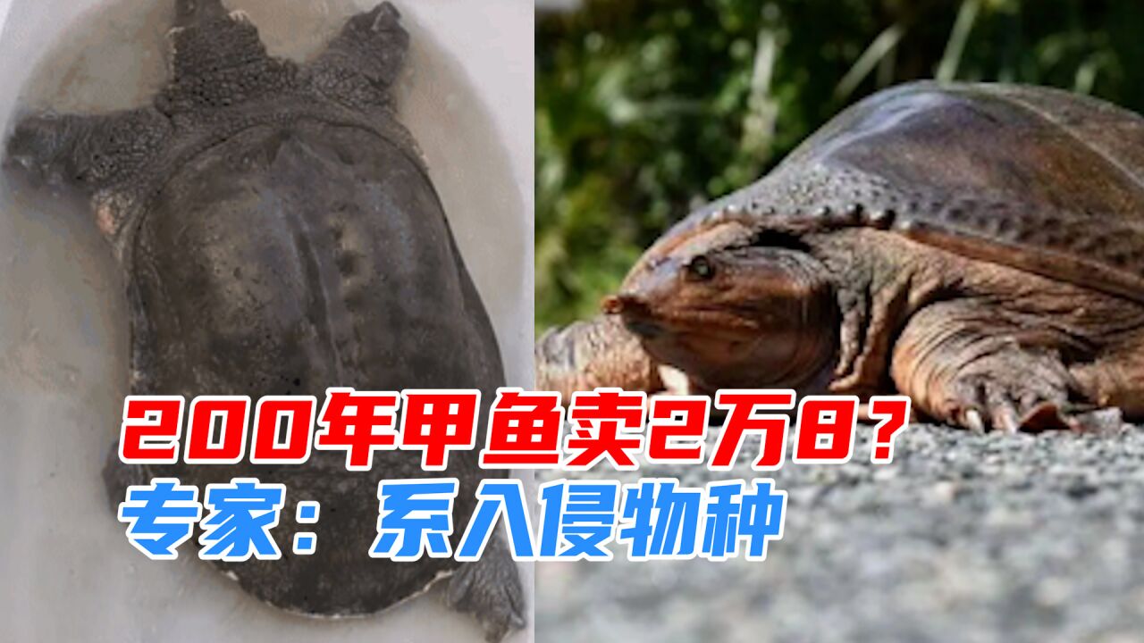 200年甲鱼卖2万8?专家鉴定后发现大问题:系入侵物种