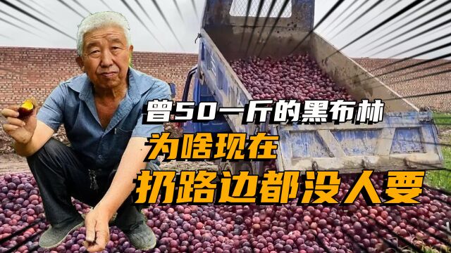 曾经卖50一斤的黑布林,为何如今倒路边都没人要?