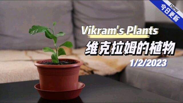 【英语小故事】2023/2/1 Vikram's Plants维克拉姆的植物