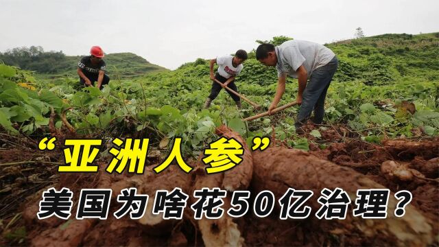 在我国与人参齐名的葛根,为啥是美国人的噩梦?还要花50亿治理?