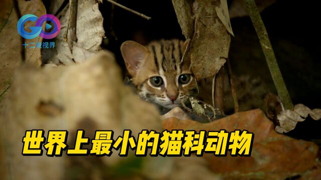 世界上最小的猫科动物锈斑豹猫