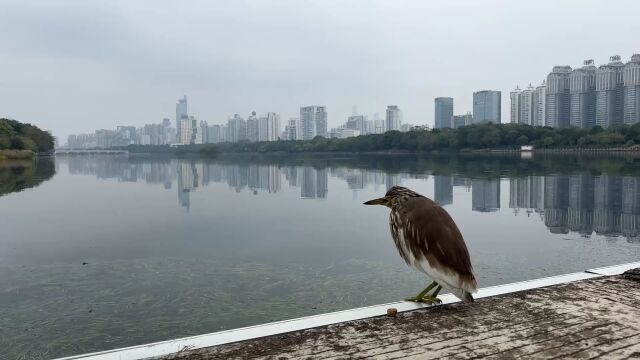 刷屏朋友圈!南宁南湖边出现一只长嘴“怪鸟”