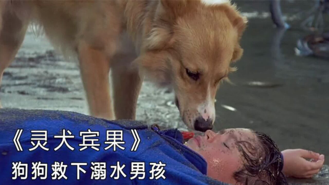 《灵犬宾果》狗狗救下溺水的小男孩,还为他做心肺复苏