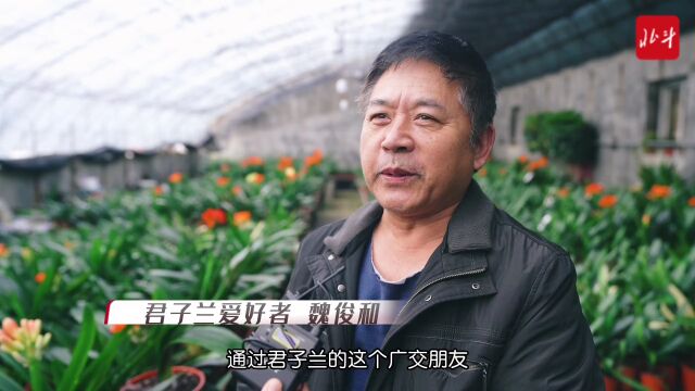 县融故事 | 君子如兰 花开正灿