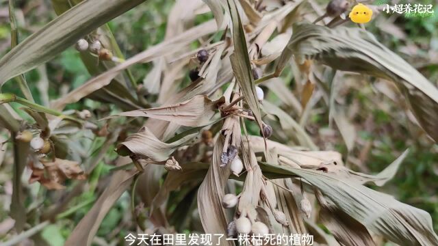 田边偶遇串珠子神器,童年时在农村随处可见