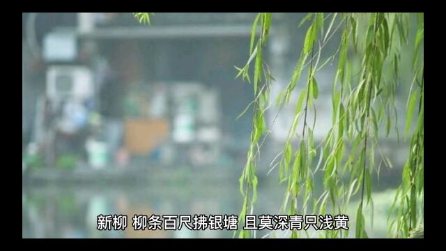 宋朝杨万里《新柳》