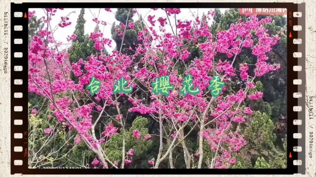 台北 阳明山公园 见证樱花季节的美丽