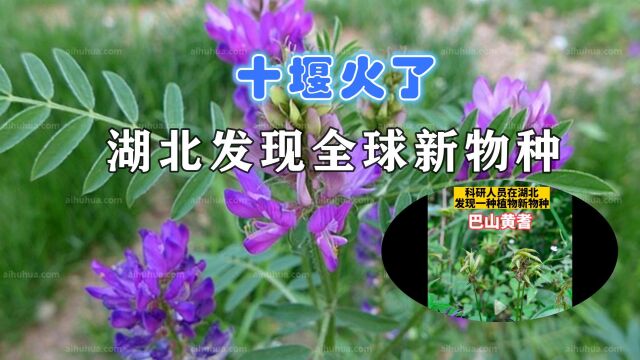 冲上热搜!湖北发现全球新物种巴山黄耆,很罕见却被农户用作饲料