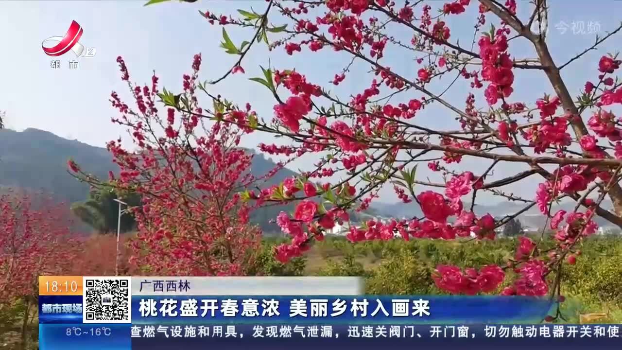 广西西林:桃花盛开春意浓 美丽乡村入画来