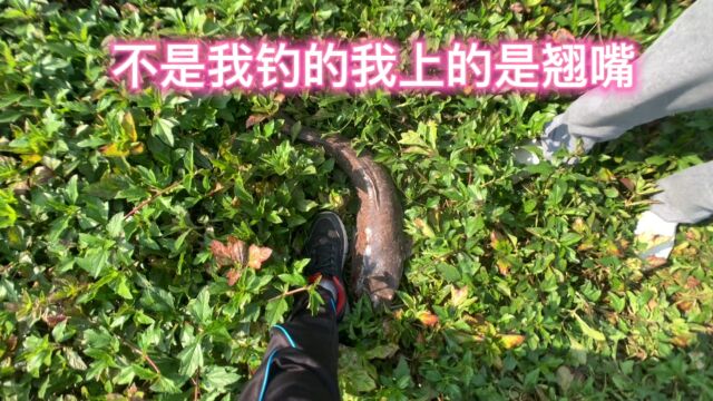 啊涛在花都湖本想去钓鲢鱼埃及的却钓到翘嘴钓友钓了一条埃及一条清道夫