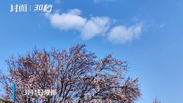 30秒|阳春三月 成都金沙滨河公园红叶李树花正绽放 等你去打卡