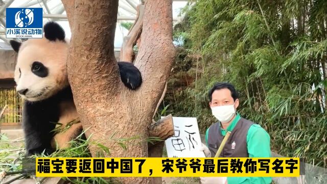 长大的福宝即将回国,宋爷爷最后教她写下自己的福字,不仅让她学会名字,更是对她的祝