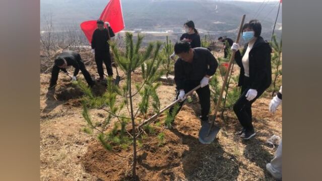 三月春风唤新绿,印台区投入2400余人开展种树活动