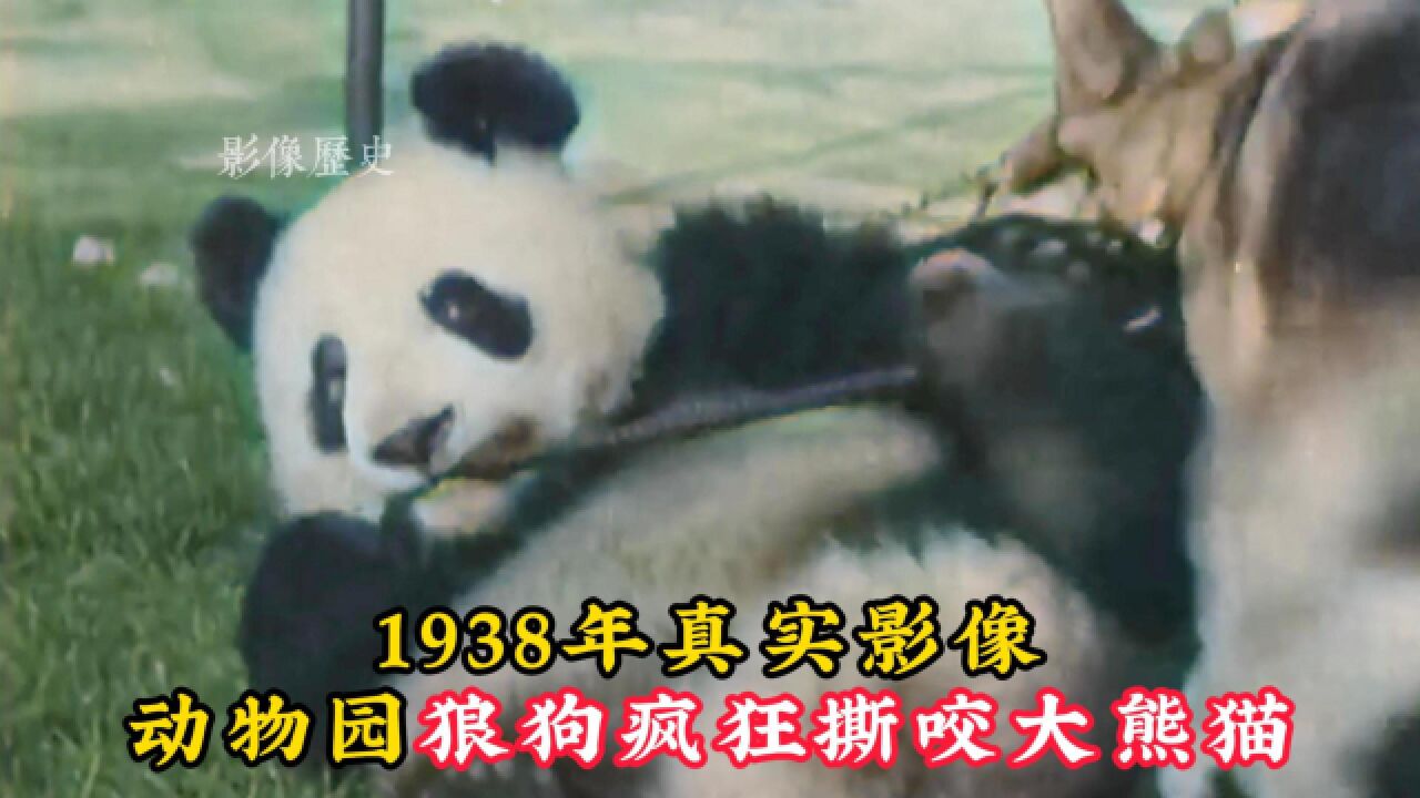 1938年真实影像:大熊猫被狼狗撕咬,英国人却以此为乐!