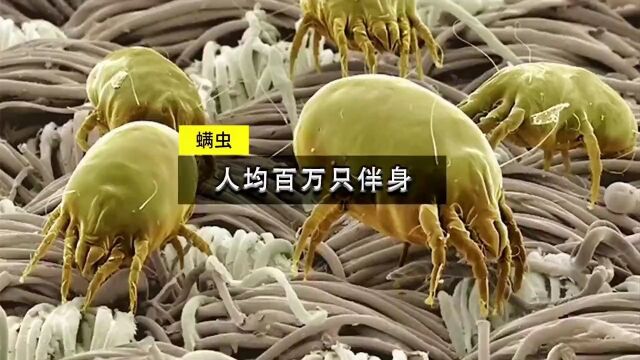 人均百万只傍身的虫子,无处不在,还很难彻底清理