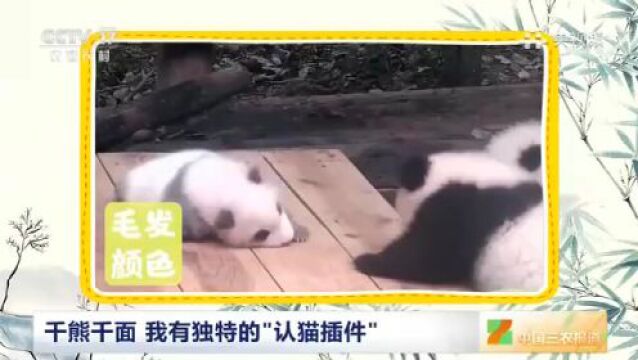 千熊千面 我有独特的“认猫插件”