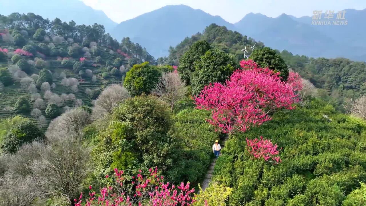 广西昭平:茶山春醒桃花开