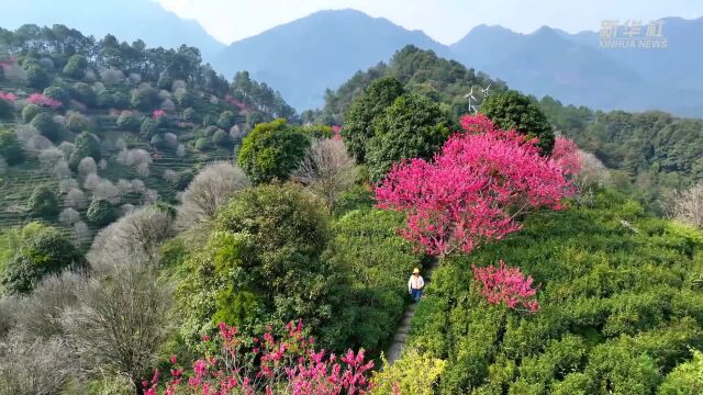 广西昭平:茶山春醒桃花开