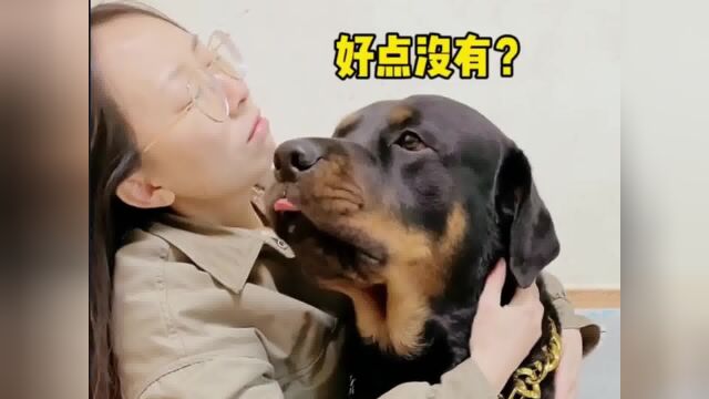 怀孕女主人被男主人欺负,狗狗毫不犹豫保护女主人,一天操不完的心